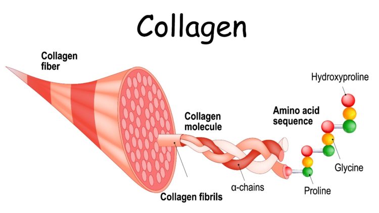Trình tự chuỗi acid amin trong sợi collagen